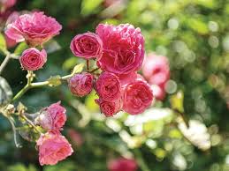 4.2 wann muss ich rosen düngen? Rosen Dungen Wann Und Wie Oft Compo