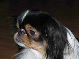Since many swellings are malignant, early, aggressive treatment is essential. Symptoms Of Nose Cancer In Dogs Dog Discoveries