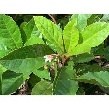 Image result for Ardisiandra wettsteinii