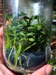The first step to deflasking orchids is acclimation. Deflasking Western Orchids