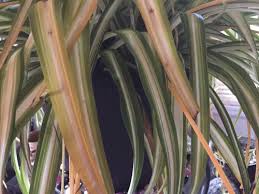 Spider plants in particular are sensitive to the fluoride in tap water. My Magnificent Spider Plant Is Sick Yellowing Then Brown Leaves