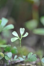 Image result for Elaphoglossum kivuense