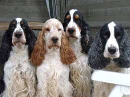 English Cocker Spaniel Classic Cocker Look Trim Monteregale Mythical Cocker Anglais Cocker Chien