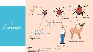 Apr 28, 2021 · causes et facteurs de risque de lyme. Developpement Et Sante La Maladie De Lyme