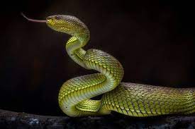 Photo Taken In Indonesia Yogyakarta In 2020 Snake Art Beautiful Snakes Colorful Snakes