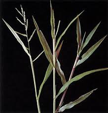 Image result for Urochloa marlothii