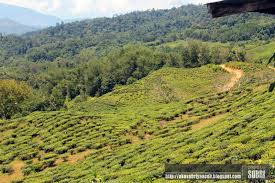 Admission charge for each additional child on the top of the family pack (without time limit). Sabah Trip Ladang Tea Sabah Nalapak Ranau Sabah Www Sobriyaacob Com