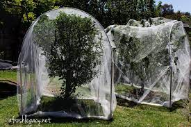 Backyard gardeners could face fines of almost $2,500 if they are not careful when covering their fruit trees. Pin On Frukttraer Bakgard Landskaps