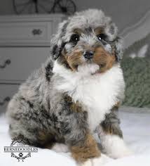Check spelling or type a new query. Bernedoodle Characteristics And Buying Guide Joley Aire