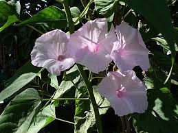 Image result for Ipomoea tuberculata