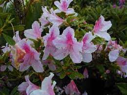 White azalea estate is in huntsville, alabama. Azaleas Multiflora Enterprises