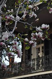 Magnolias Blooming In The French Quarter New Orleans Louisiana New Orleans Favorite City