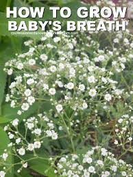 Can You Grow Baby S Breath In Your Garden Easily Baby S Breath Plant Babys Breath Babys Breath Flowers