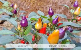 Bolivian rainbow chili bunt 10 samen auch für balkon+zimmer paprika geschenk. Bolivian Rainbow Fesaja Versand