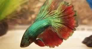 Betta Fish Fin Rot Symptoms Causes Treatment Bettafish Org