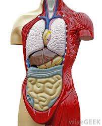 The spleen sits under your rib cage in the upper left part of your abdomen toward your back. What Is The Thoracic Wall With Pictures