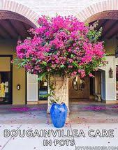 Bougainvillea Care In Pots Joy Us Garden Bougainvillea Care Bougainvillea Potted Trees