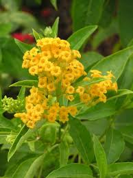 Image result for Cestrum