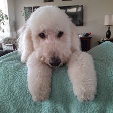 Mini Goldendoodle puppies