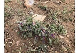 Image result for Lessertia macrostachya