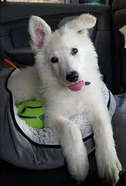 We believe that every animal has a specific fit with that one special family or person. White German Shepherd Puppy Legacy Owner Lori 1 German Shepherd Puppies White German Shepherd Shepherd Puppies