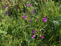 Image result for Psychotria sublyrata