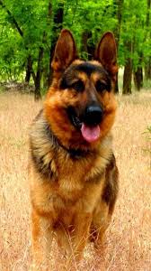 Check spelling or type a new query. Dogs Wallpaper For Mobile Dog Mammal Old German Shepherd Dog Vertebrate Dog Breed 854467 Wallpaperuse