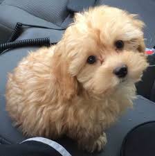 Black and tan yorkie poo full grown. Yorkie Poo Pictures Feeding Diseases Vaccination Grooming