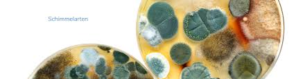 First report of alternaria black spot caused by alternaria alternata on brassica carinata in south dakota. á… Schimmelarten In Wohnung Haus Und Keller Sowie An Wand Und Holz