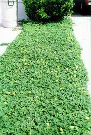 Once you have the fabric on the ground, you need to cover it back up with gravel. Perennial Peanut Groundcover Used With A Divided Driveway Download Scientific Diagram
