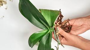 Maybe you would like to learn more about one of these? Root Rot Your Houseplant S Worst Enemy What Is Root Rot And How To Defeat It House Fur