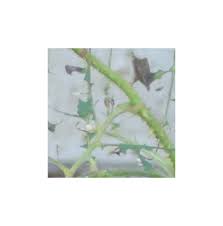 Whiteflies also excrete honeydew, a sweet, sticky substance that attracts. Rose Leaves Are Skeletonized What S Eating Them Picture Incl