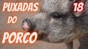 Puxada Do Porco Jogo Do Bicho Dicas Do Capitao Youtube