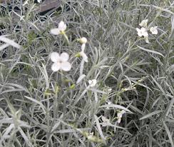 Image result for Gomphostigma