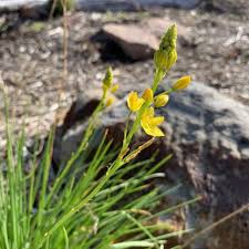 Image result for Wahlenbergia paludicola