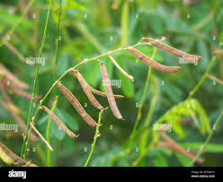 Image result for Tephrosia noctiflora