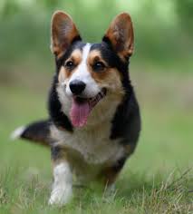 Pembroke welsh corgis are known to shed frequently. Cardigan Welsh Corgis Smashing Little Dogs Which Deserve As Much Recognition As Their Pembroke Cousins Country Life