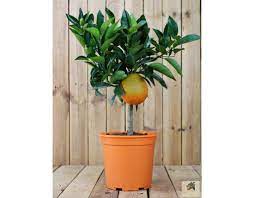 Eigentlich essen schafe keine orangen, aber auf reisen lässt man sich ja gern mal auf was neues ein. Orangenbaum Piccolo