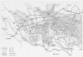 Image result for Isoglossa eliasbandae