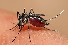 Demam denggi merupakan penyakit yang tidak asing lagi bagi rakyat malaysia. Bedakan Gejala Demam Berdarah Dengan Virus Zika
