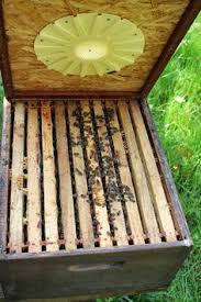 Imker Bienenvolk Durchsicht Parzelle94 Bienenflucht Aufsetzen Bienen Honigbiene Imker