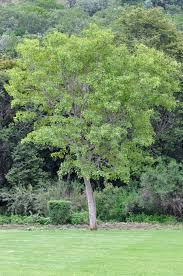 Image result for Pterocarpus rotundifolius
