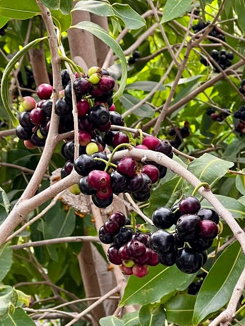 Jamun Fruit Plant