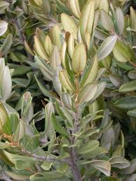 Image result for Pouteria pseudoracemosa
