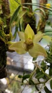 Image result for Bulbophyllum oreonastes