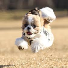 I have 2 females left out of the litter and they are not papered and have not had shots. Smart Shih Tzu West Des Shitzu Puppies For Adoption Facebook