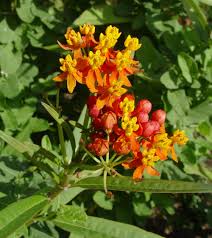 Image result for Asclepias buchwaldii