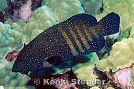 Image result for Cephalophis