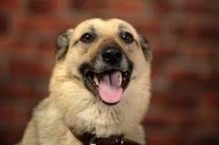 Il chante sa chanson complètement malgré tout. Hoquet Chez Le Chien Que Faire Santevet