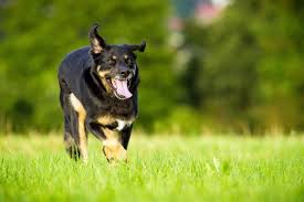Maybe you would like to learn more about one of these? Rottweiler Mix Und Mischling Rottweiler De